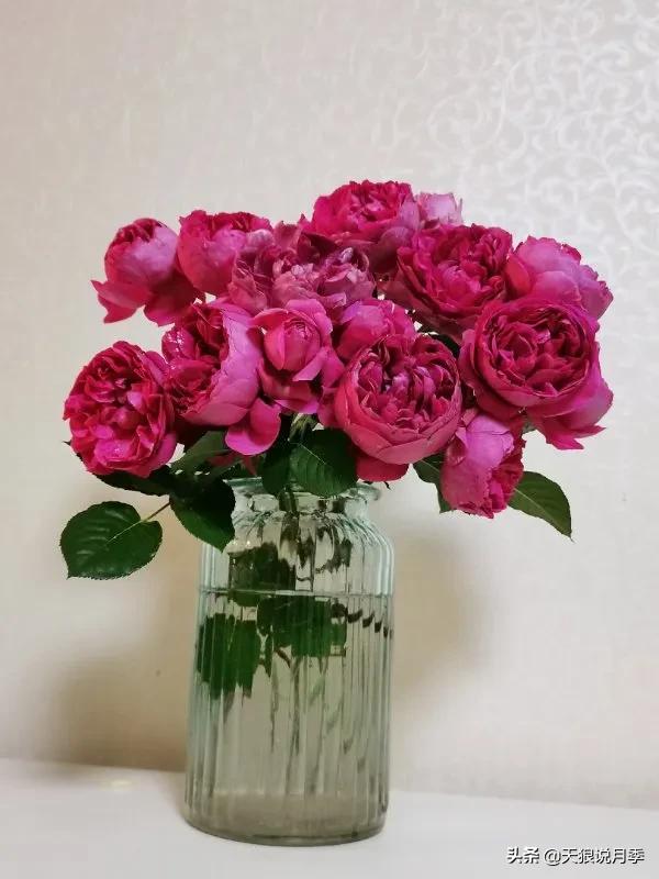 月季花是时候展现真正的技术了 (开春的第一波月季花就这么过去了)