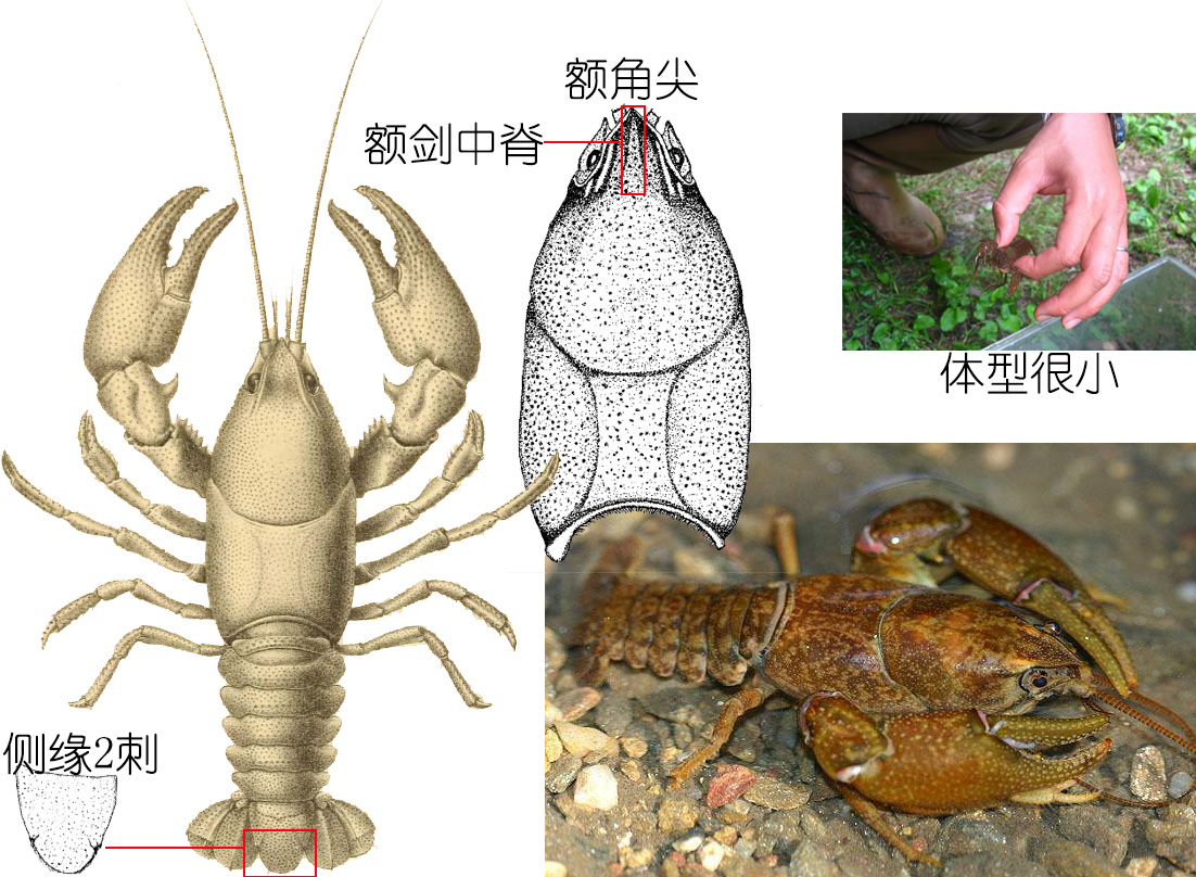 食物扫盲认识小龙虾,餐桌上的动物以及分类