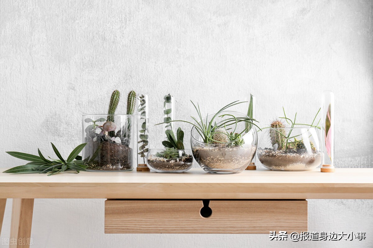 十二星座最吉利的植物排名,十二星座最适合养什么超小绿植