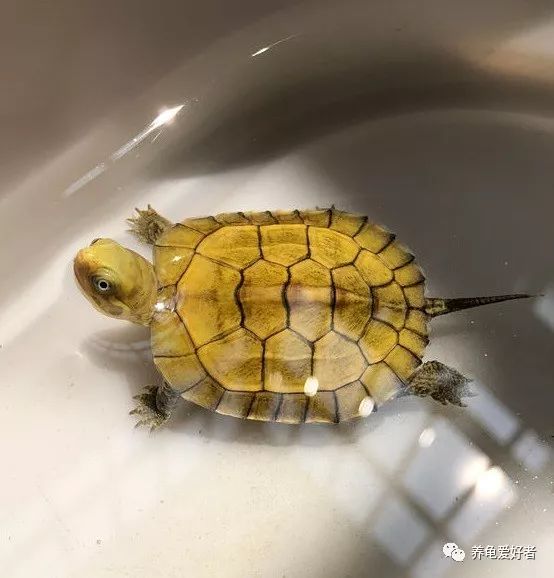 巴西乌龟不吃东西怎么办,乌龟不吃东西总是闭眼睛怎么办