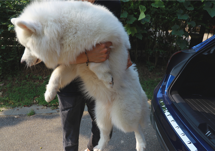 狗狗噎住了什么症状,狗狗噎着了是什么症状表现