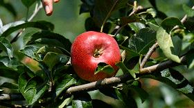 自驾29分钟到，昆明边大片红将军成熟可摘，1口糖心甜蜜又多汁