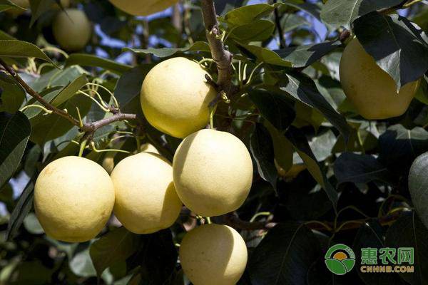 秋季果树田间管理技术,寒露节气果树蔬菜施肥