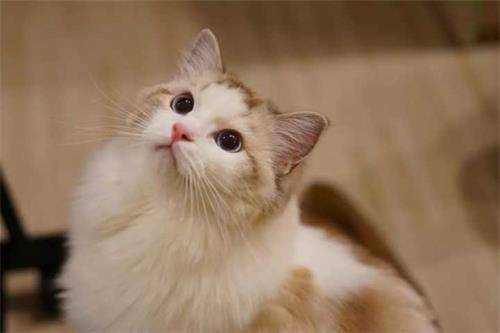 如何防止猫发情乱叫,养宠经验暹罗猫四个月会吐毛球吗