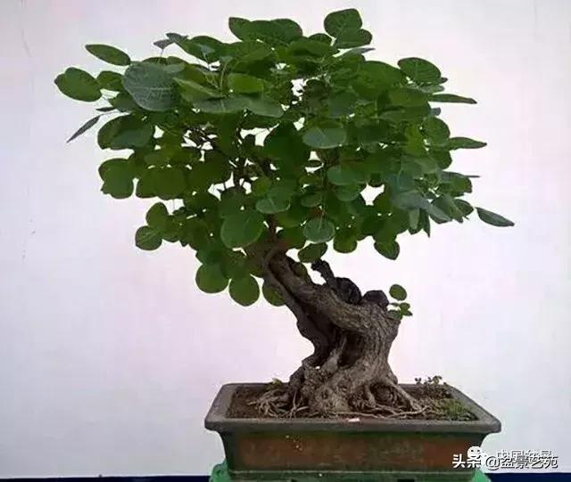 天生好养的36种盆景植物,好养的大盆景植物推荐