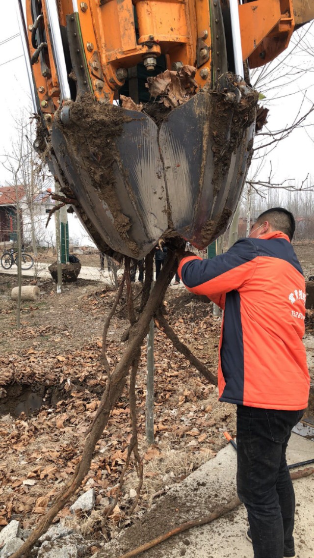 常青小型挖树机多少钱一台,常青挖树机厂家