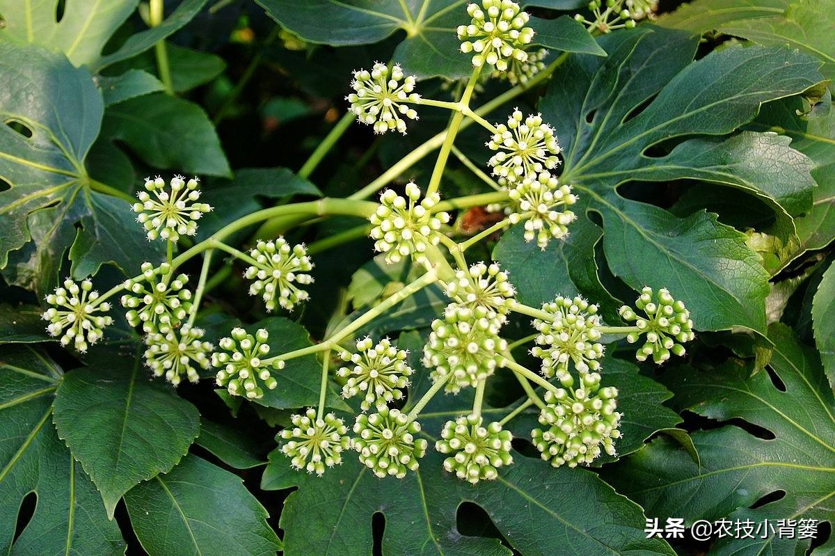 八角的种植条件及技术要点有哪些,八角种植要么不种要么精种