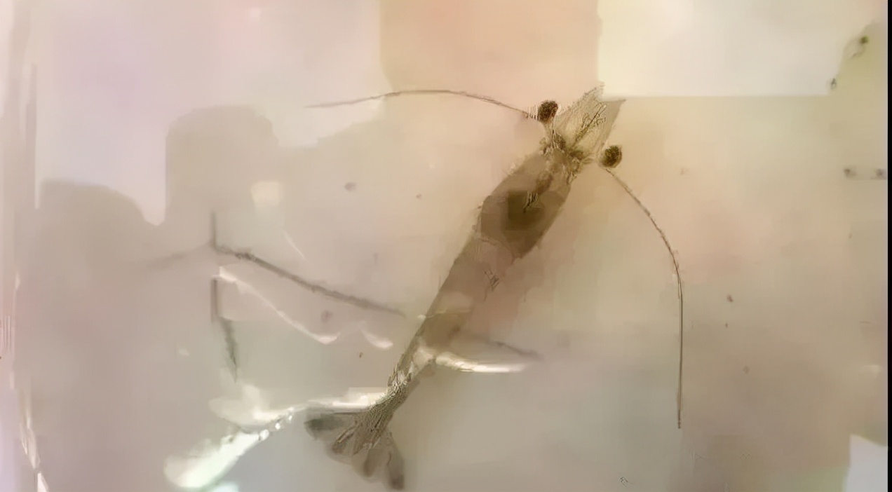 解决纤毛虫,纤毛虫防治技术