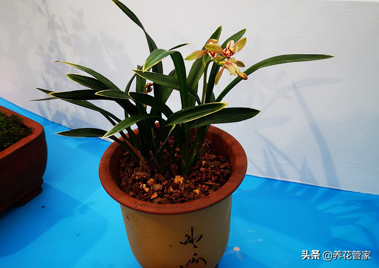 10大兰花品种你见过几个,兰花最好的十大品种