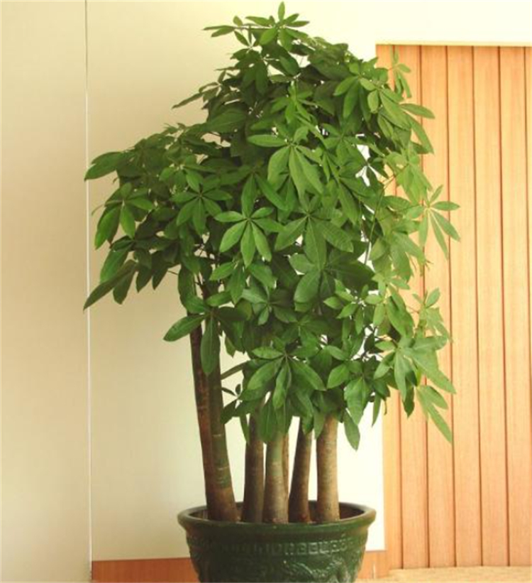 去除甲醛的植物除了绿萝还有什么,室内吸甲醛净化空气的植物大全