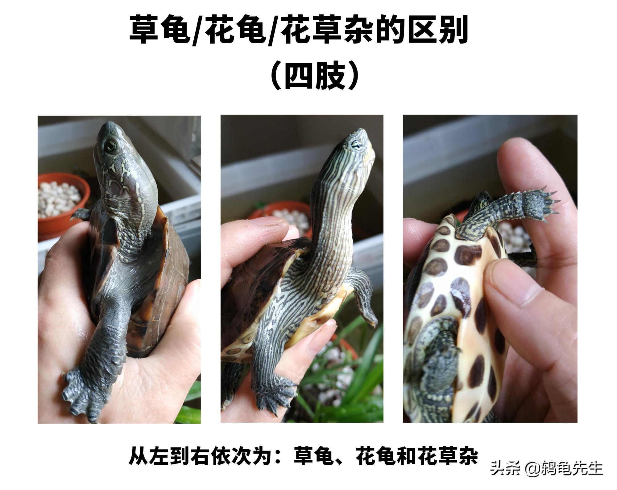 花草杂龟和花龟的区别,乌龟品种大全地图龟和草龟