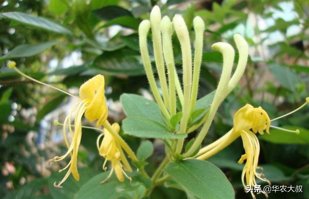 广东凉茶里面都有哪些东西,广东凉茶主要是什么