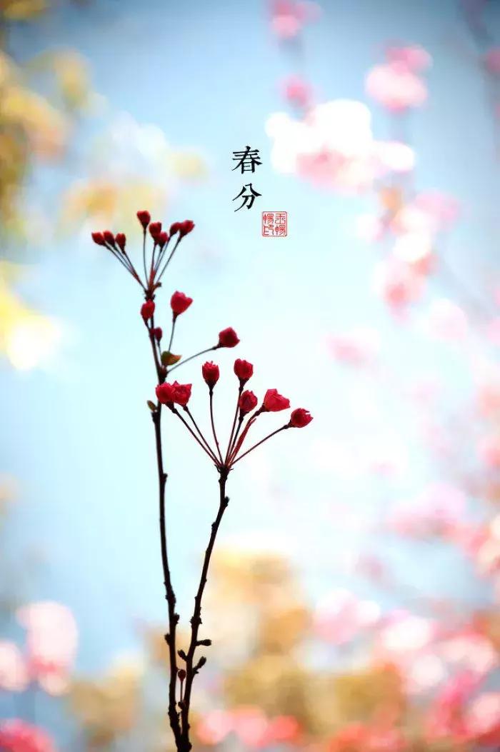 春风最美的时光,春分最美时间