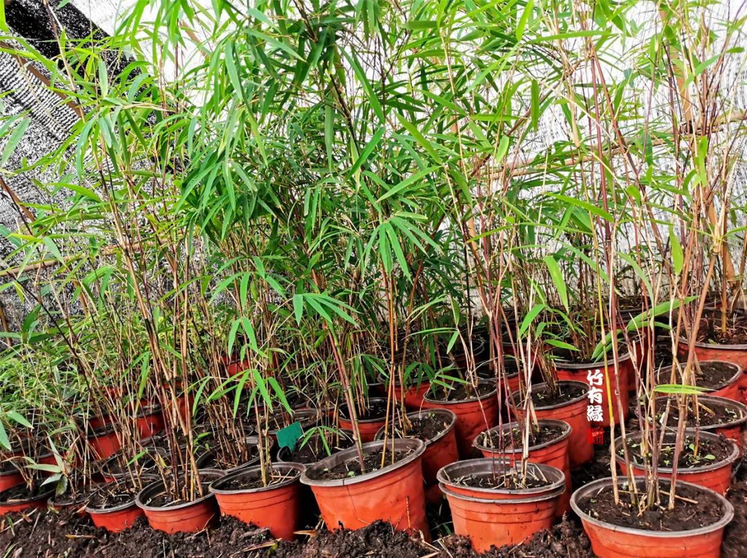 观赏竹怎么养护种植,养竹用什么营养液