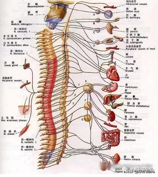 颈椎病治疗的十大误区,颈椎病4大治疗误区你知道吗