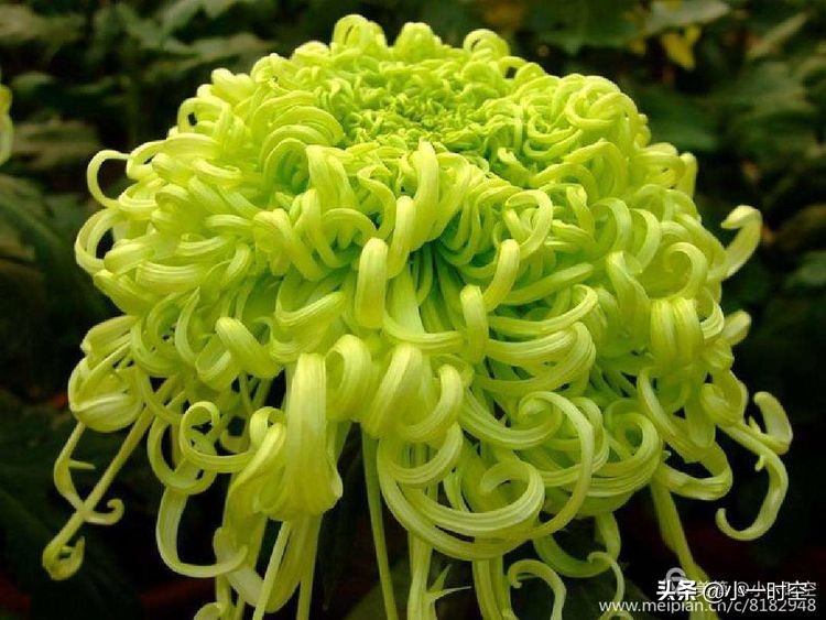 重阳节菊花诗词赏析,重阳节咏菊花的诗句