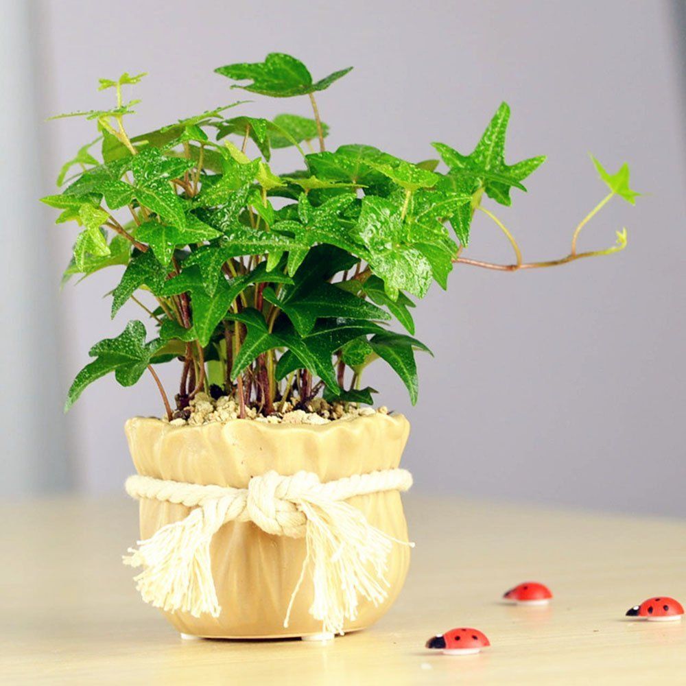 夏天到了家里有一些小飞虫怎么办,家里飞虫满天飞怎么消灭