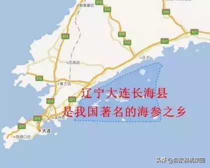 辽参科普,真正的辽参