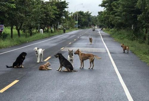 无人看管的狗怎么处理,路上遇到狗挡路怎么办