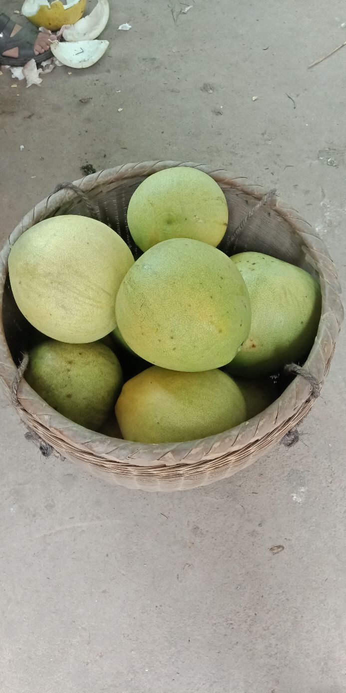 四川中江金秋柚乡果飘香,金秋九月柚果飘香说丰年