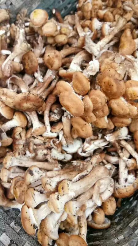 开口笑松子大颗粒,开口笑榛子和松子