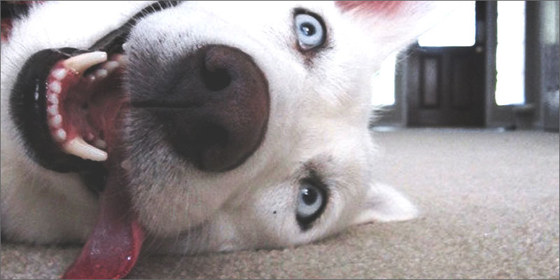 细小能治的概率有多少,得细小治好的几率