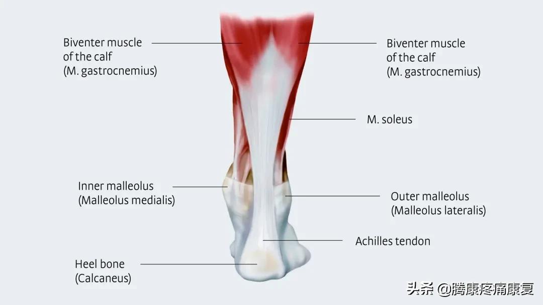 跟腱炎针灸治疗有用吗,足底跟腱炎症状及治疗