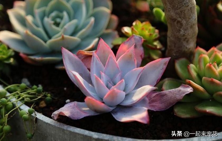 夏天刚收到的广寒宫怎么养,广寒宫夏季好养吗