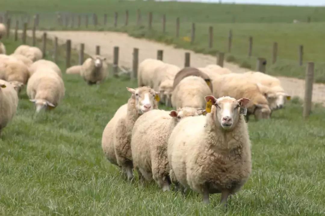 蓝河绵羊奶评价好不好,蓝河绵羊奶评测