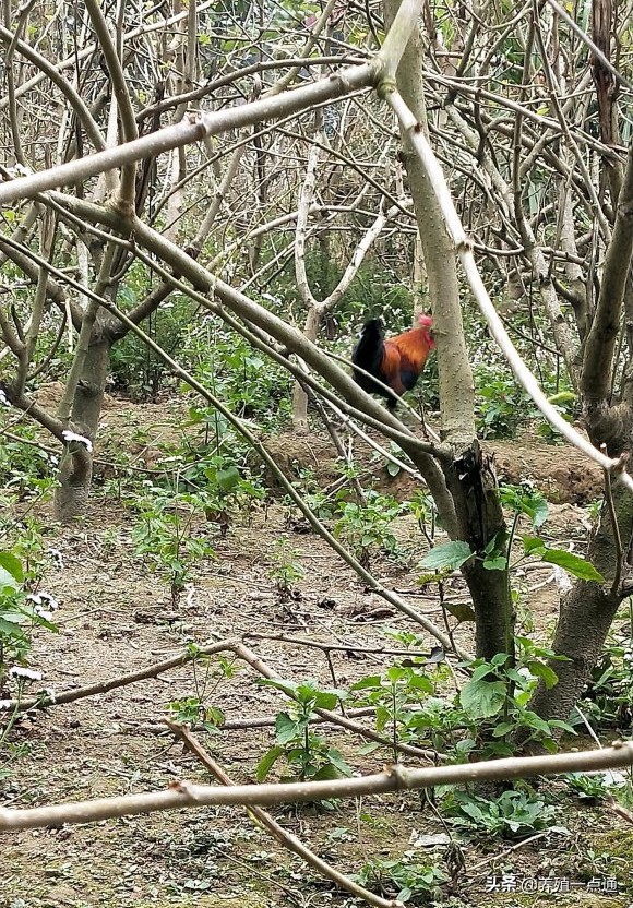 养羊创业代养模式,在农村养羊如何年入百万