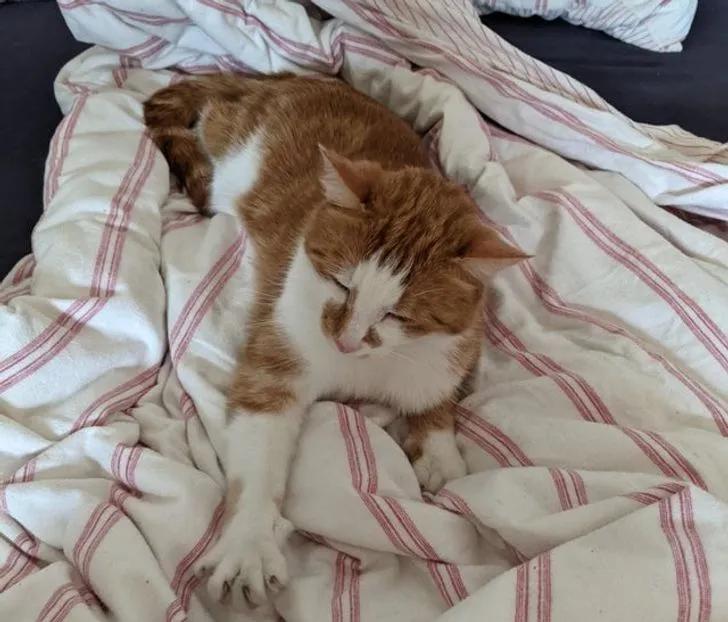 与陌生的猫接触,两只不认识的猫咪相遇会发生什么