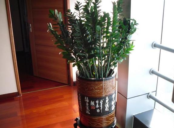 金钱树的种植和管理,养好金钱树需要注意什么细节