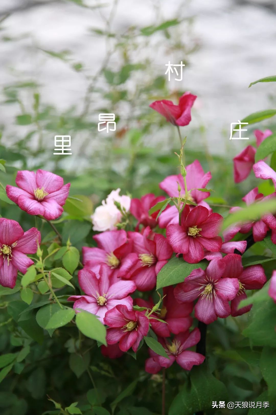 10元3棵铁线莲苗多色,铁线莲苗圃视频