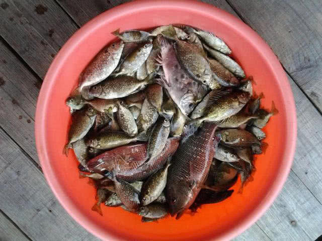 海边一种小不丁点大的泥猛鱼,刺得龇牙咧嘴,腹内有一股特殊的臭