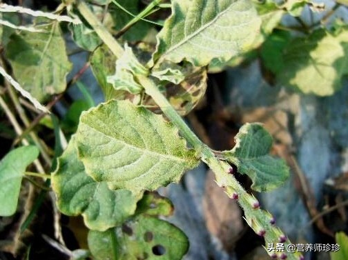 鲜倒扣草功效与作用,中药倒扣草功效与作用