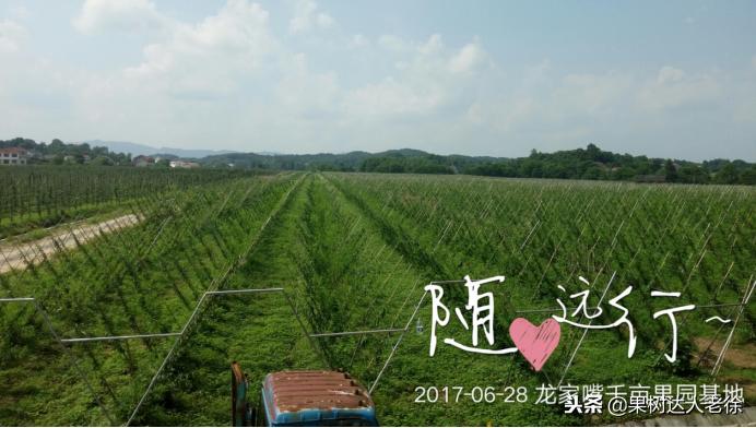 种植桃树的间距是很有讲究的,科学合理的种植模式