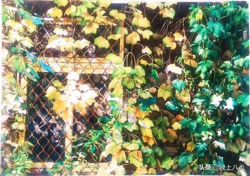 春夏秋冬的爬山虎作文,爬山虎吸引了我作文