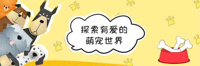 小猫咪来到新家一直叫,小狗到新家一直叫怎么办啊