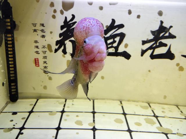 观赏鱼为什么脸肿了,观赏鱼体表受伤怎么治疗