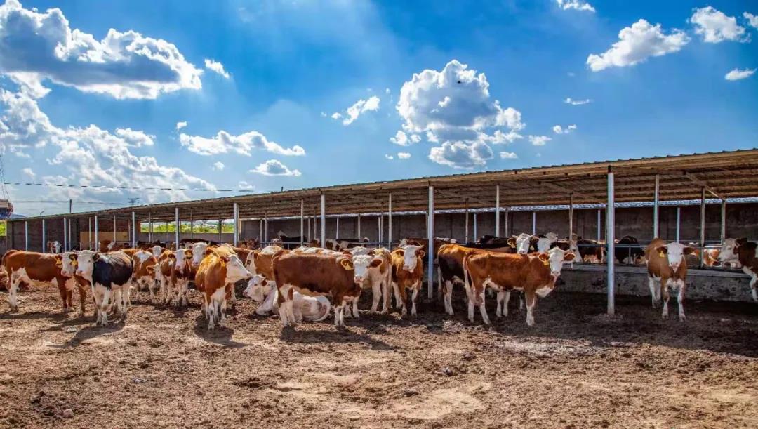 榆林市榆阳区牛羊住新家产业效益好，百姓心间乐开了花
