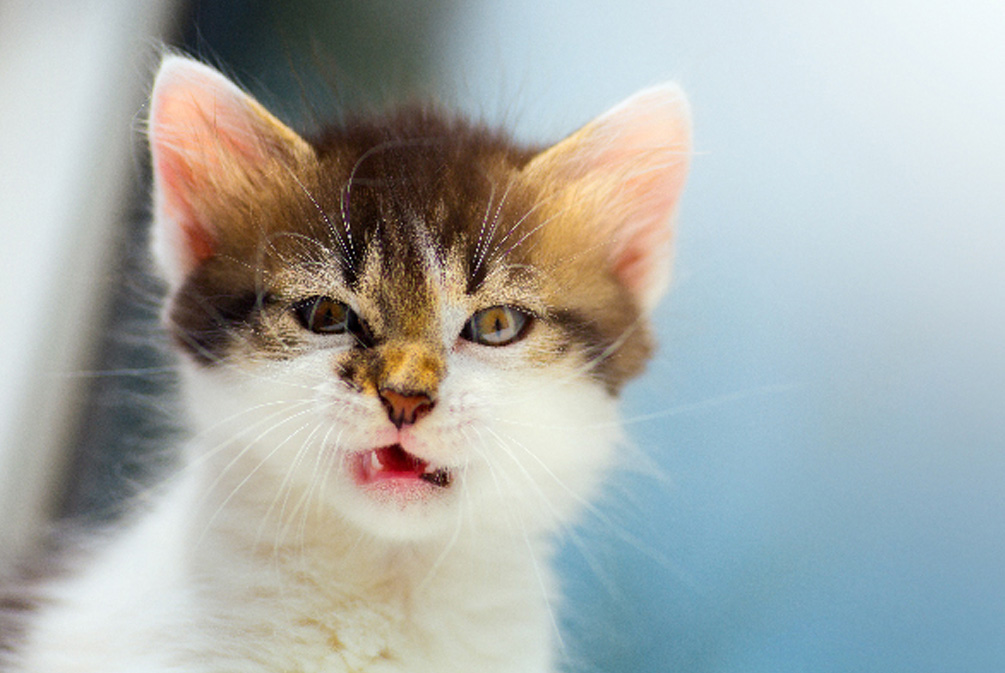 怎么才能使猫安静下来,怎么让生气的猫平静下来