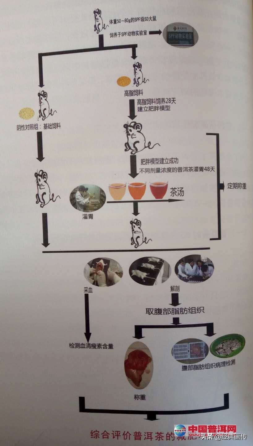 荷叶普洱茶有减肥的功效吗,普洱茶的减肥功效