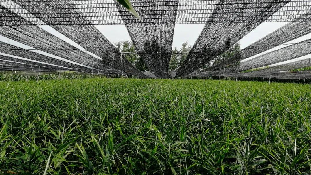 生姜全程病虫害解决方案,生姜苗后地下害虫用什么农药