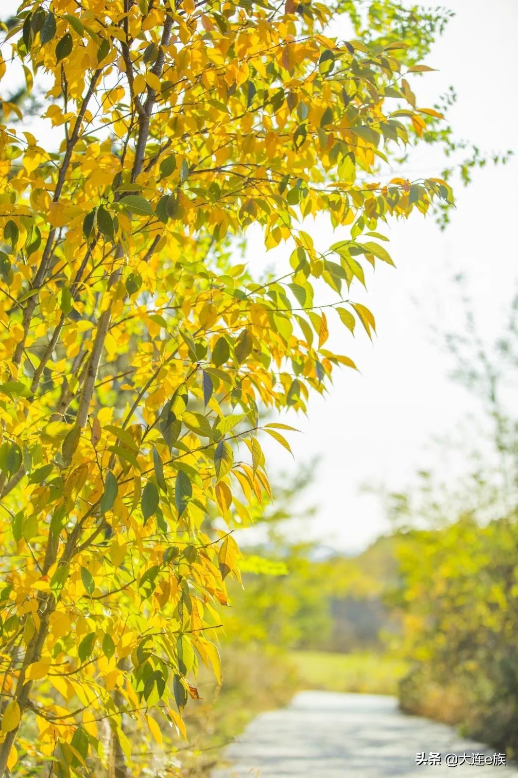 三寰牧场几月份闭园,大连旅顺三寰牧场闭园