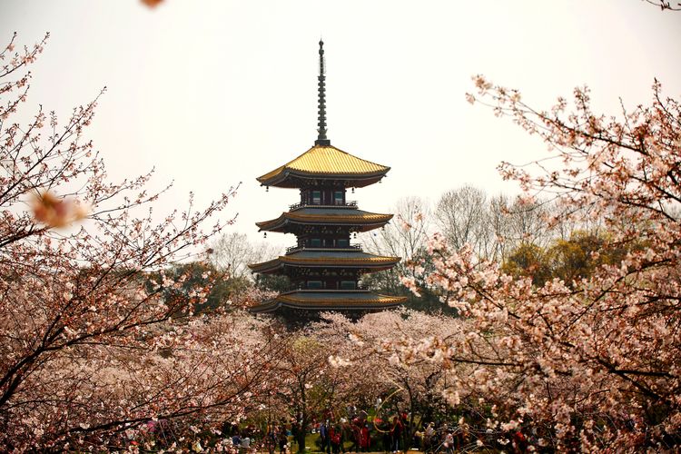 鑻遍泟褰掓潵妯辫姳鏈夌害,妯辫姳鐩涘紑鑻遍泟褰掓潵瀹屾暣瑙嗛