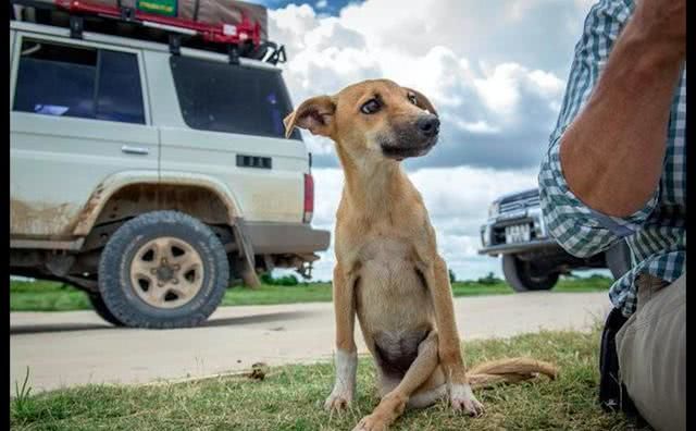 狗狗后腿突然骨折,狗狗脊椎骨骨折为什么会瘫痪