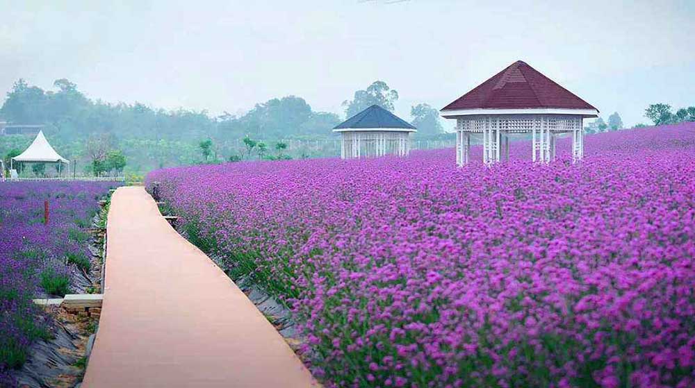 上海衣草公园迎来衣草盛花期,赏花季节不要错过薰衣草