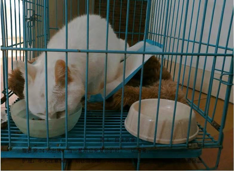 猫脂肪肝消除最快方法,猫脂肪肝治疗需要花多少钱