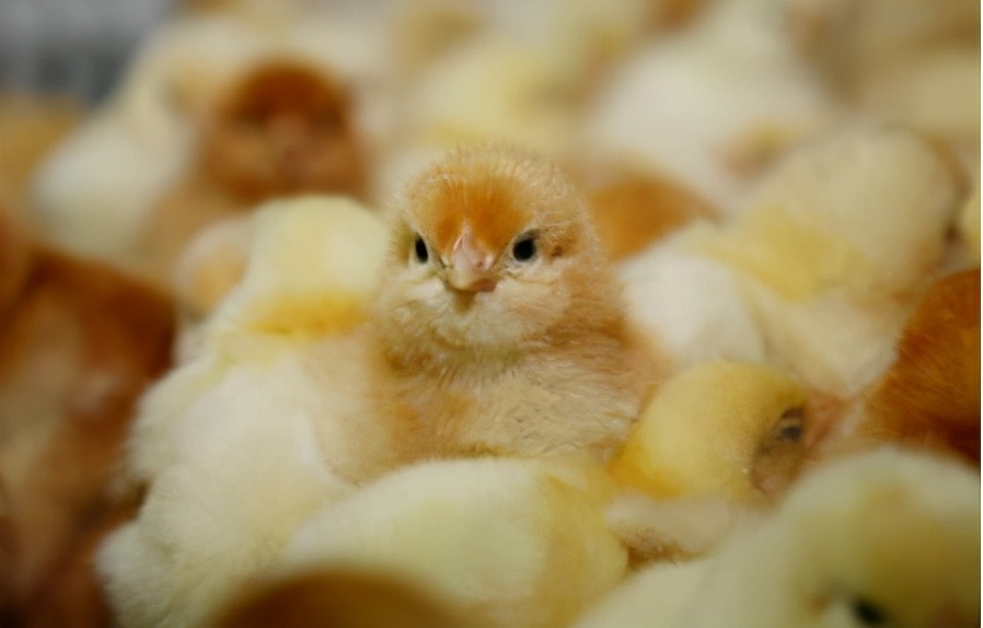 蛋鸡孵化过程中打什么药,蛋鸡孵化过程