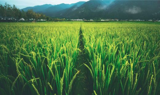 等一个人陪我去大理旅行,如果生活不如意不如一起去大理